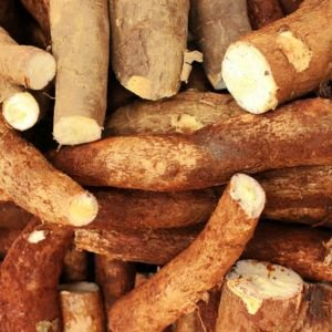 cassava