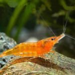 Orange Sunkist Shrimp